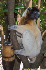 sifaka and food bucket